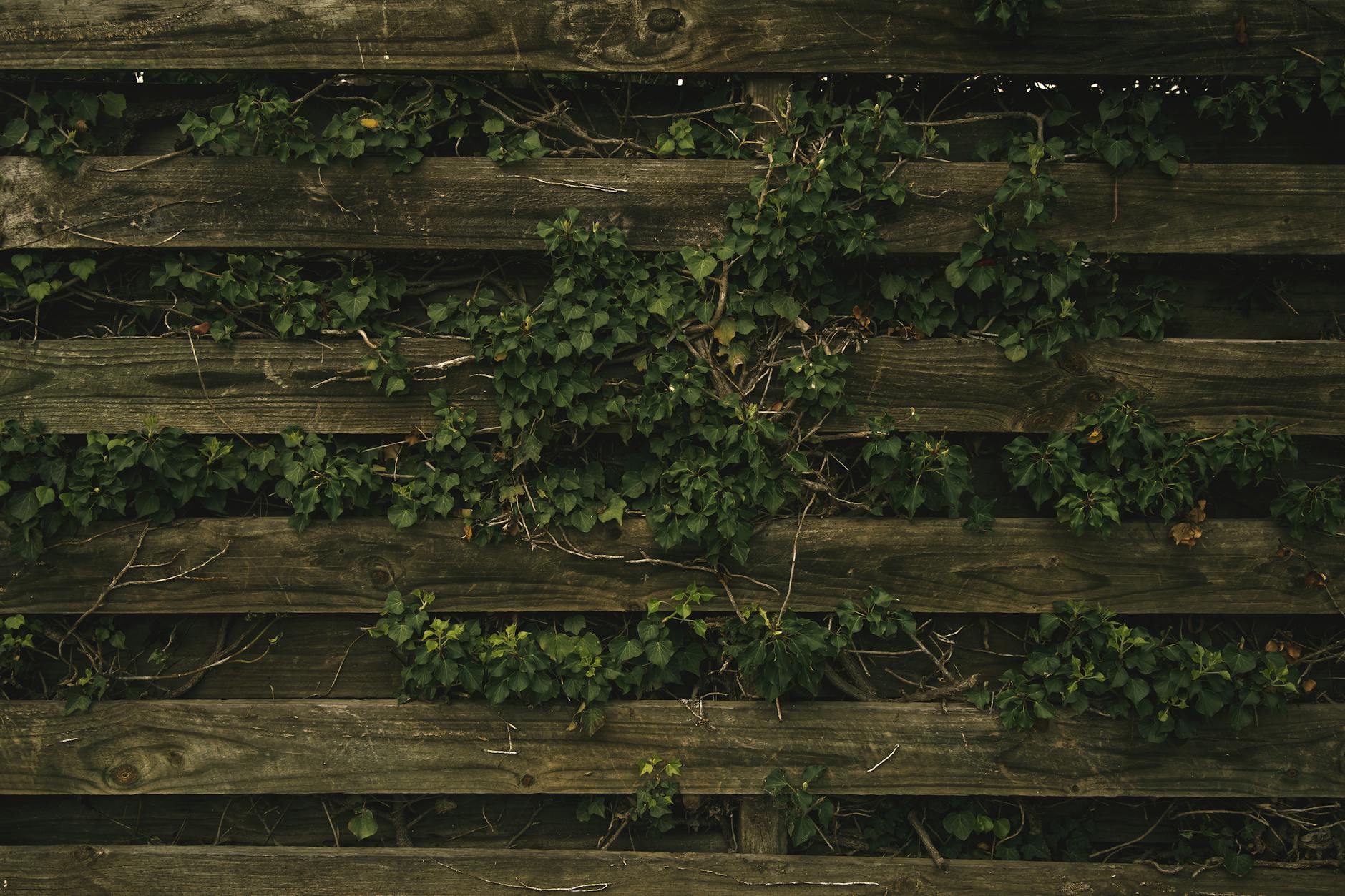 A lush ivy-covered wooden fence creating a natural, rustic aesthetic outdoors.